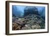 A Beautiful Coral Reef Thrives on an Underwater Slope in Indonesia-Stocktrek Images-Framed Photographic Print