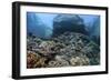 A Beautiful Coral Reef Thrives on an Underwater Slope in Indonesia-Stocktrek Images-Framed Photographic Print