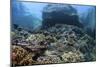 A Beautiful Coral Reef Thrives on an Underwater Slope in Indonesia-Stocktrek Images-Mounted Photographic Print