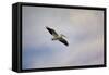 A Beautiful Day to Fly-Jai Johnson-Framed Stretched Canvas