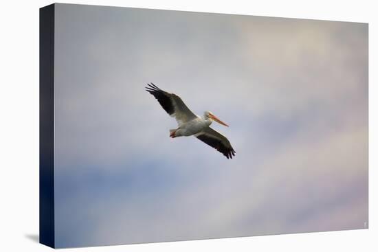 A Beautiful Day to Fly-Jai Johnson-Stretched Canvas