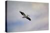 A Beautiful Day to Fly-Jai Johnson-Stretched Canvas