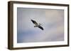 A Beautiful Day to Fly-Jai Johnson-Framed Giclee Print