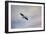 A Beautiful Day to Fly-Jai Johnson-Framed Giclee Print