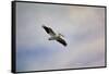 A Beautiful Day to Fly-Jai Johnson-Framed Stretched Canvas