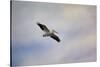 A Beautiful Day to Fly-Jai Johnson-Stretched Canvas