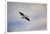 A Beautiful Day to Fly-Jai Johnson-Framed Giclee Print