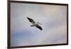 A Beautiful Day to Fly-Jai Johnson-Framed Giclee Print