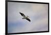 A Beautiful Day to Fly-Jai Johnson-Framed Giclee Print