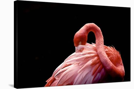 A Beautiful Flamingo Cleaning its Feathers / Shy / American Flamingo Photographed at Flamingo Garde-Michelle Sherwood-Stretched Canvas