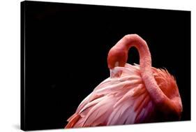 A Beautiful Flamingo Cleaning its Feathers / Shy / American Flamingo Photographed at Flamingo Garde-Michelle Sherwood-Stretched Canvas