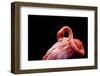 A Beautiful Flamingo Cleaning its Feathers / Shy / American Flamingo Photographed at Flamingo Garde-Michelle Sherwood-Framed Photographic Print