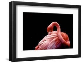 A Beautiful Flamingo Cleaning its Feathers / Shy / American Flamingo Photographed at Flamingo Garde-Michelle Sherwood-Framed Photographic Print