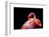 A Beautiful Flamingo Cleaning its Feathers / Shy / American Flamingo Photographed at Flamingo Garde-Michelle Sherwood-Framed Photographic Print