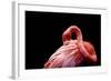 A Beautiful Flamingo Cleaning its Feathers / Shy / American Flamingo Photographed at Flamingo Garde-Michelle Sherwood-Framed Photographic Print