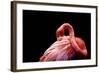 A Beautiful Flamingo Cleaning its Feathers / Shy / American Flamingo Photographed at Flamingo Garde-Michelle Sherwood-Framed Photographic Print