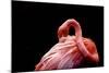 A Beautiful Flamingo Cleaning its Feathers / Shy / American Flamingo Photographed at Flamingo Garde-Michelle Sherwood-Mounted Photographic Print