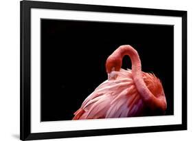 A Beautiful Flamingo Cleaning its Feathers / Shy / American Flamingo Photographed at Flamingo Garde-Michelle Sherwood-Framed Photographic Print