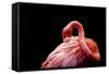 A Beautiful Flamingo Cleaning its Feathers / Shy / American Flamingo Photographed at Flamingo Garde-Michelle Sherwood-Framed Stretched Canvas