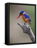 A Beautiful Malachite Kingfisher Perched Overlooking the Rufiji River in Selous Game Reserve-Nigel Pavitt-Framed Stretched Canvas