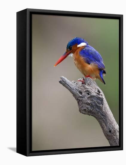 A Beautiful Malachite Kingfisher Perched Overlooking the Rufiji River in Selous Game Reserve-Nigel Pavitt-Framed Stretched Canvas