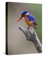 A Beautiful Malachite Kingfisher Perched Overlooking the Rufiji River in Selous Game Reserve-Nigel Pavitt-Stretched Canvas