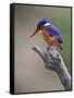 A Beautiful Malachite Kingfisher Perched Overlooking the Rufiji River in Selous Game Reserve-Nigel Pavitt-Framed Stretched Canvas