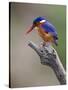 A Beautiful Malachite Kingfisher Perched Overlooking the Rufiji River in Selous Game Reserve-Nigel Pavitt-Stretched Canvas