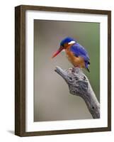 A Beautiful Malachite Kingfisher Perched Overlooking the Rufiji River in Selous Game Reserve-Nigel Pavitt-Framed Photographic Print