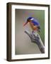 A Beautiful Malachite Kingfisher Perched Overlooking the Rufiji River in Selous Game Reserve-Nigel Pavitt-Framed Photographic Print