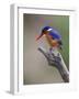 A Beautiful Malachite Kingfisher Perched Overlooking the Rufiji River in Selous Game Reserve-Nigel Pavitt-Framed Photographic Print