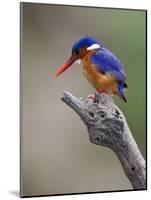 A Beautiful Malachite Kingfisher Perched Overlooking the Rufiji River in Selous Game Reserve-Nigel Pavitt-Mounted Photographic Print