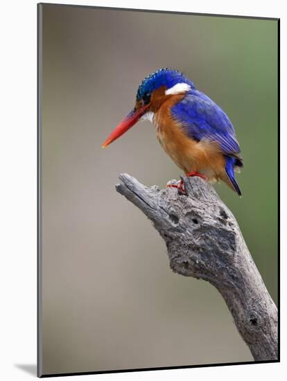 A Beautiful Malachite Kingfisher Perched Overlooking the Rufiji River in Selous Game Reserve-Nigel Pavitt-Mounted Photographic Print