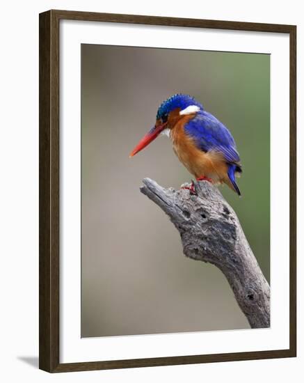 A Beautiful Malachite Kingfisher Perched Overlooking the Rufiji River in Selous Game Reserve-Nigel Pavitt-Framed Photographic Print