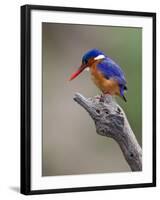 A Beautiful Malachite Kingfisher Perched Overlooking the Rufiji River in Selous Game Reserve-Nigel Pavitt-Framed Photographic Print