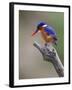 A Beautiful Malachite Kingfisher Perched Overlooking the Rufiji River in Selous Game Reserve-Nigel Pavitt-Framed Photographic Print