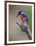 A Beautiful Malachite Kingfisher Perched Overlooking the Rufiji River in Selous Game Reserve-Nigel Pavitt-Framed Photographic Print