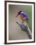 A Beautiful Malachite Kingfisher Perched Overlooking the Rufiji River in Selous Game Reserve-Nigel Pavitt-Framed Photographic Print