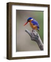 A Beautiful Malachite Kingfisher Perched Overlooking the Rufiji River in Selous Game Reserve-Nigel Pavitt-Framed Photographic Print