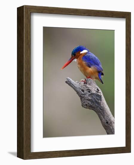 A Beautiful Malachite Kingfisher Perched Overlooking the Rufiji River in Selous Game Reserve-Nigel Pavitt-Framed Photographic Print