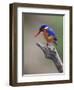 A Beautiful Malachite Kingfisher Perched Overlooking the Rufiji River in Selous Game Reserve-Nigel Pavitt-Framed Photographic Print