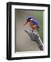 A Beautiful Malachite Kingfisher Perched Overlooking the Rufiji River in Selous Game Reserve-Nigel Pavitt-Framed Photographic Print