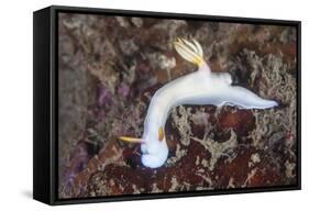 A Beautiful Nudibranch Crawls across a Reef in Indonesia-Stocktrek Images-Framed Stretched Canvas