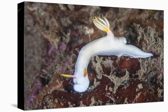 A Beautiful Nudibranch Crawls across a Reef in Indonesia-Stocktrek Images-Stretched Canvas