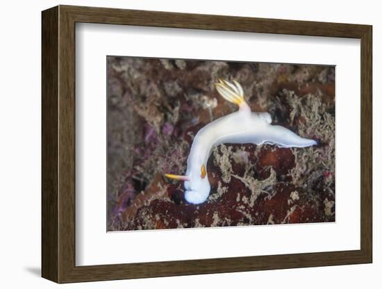 A Beautiful Nudibranch Crawls across a Reef in Indonesia-Stocktrek Images-Framed Photographic Print