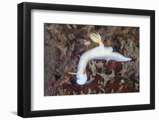 A Beautiful Nudibranch Crawls across a Reef in Indonesia-Stocktrek Images-Framed Photographic Print