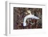 A Beautiful Nudibranch Crawls across a Reef in Indonesia-Stocktrek Images-Framed Photographic Print