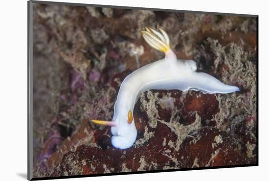 A Beautiful Nudibranch Crawls across a Reef in Indonesia-Stocktrek Images-Mounted Photographic Print