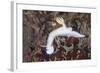 A Beautiful Nudibranch Crawls across a Reef in Indonesia-Stocktrek Images-Framed Photographic Print