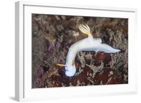 A Beautiful Nudibranch Crawls across a Reef in Indonesia-Stocktrek Images-Framed Photographic Print